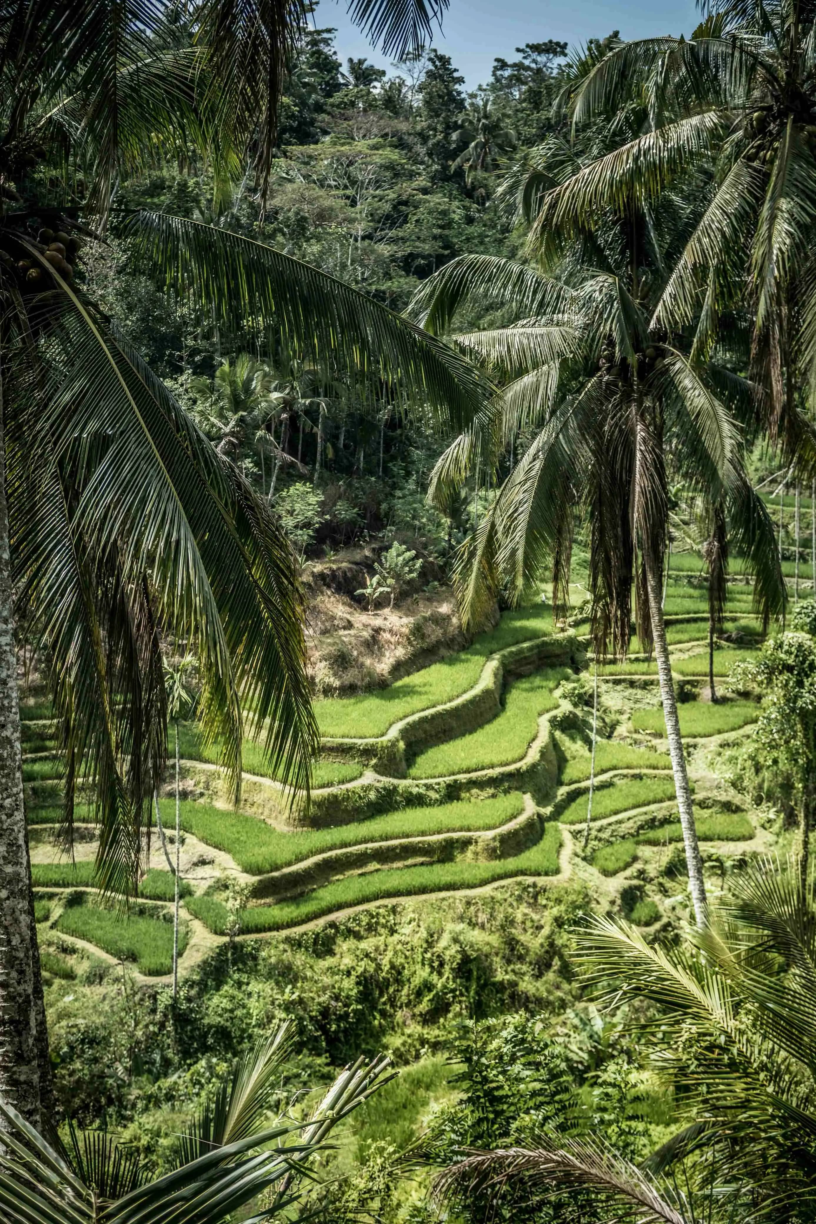 Tegalalang Rice Terrace